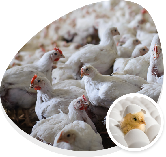 Egg laying Pullets for Sale in Gainesville