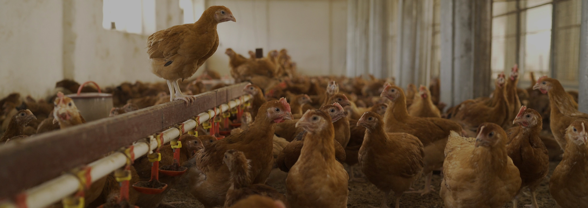 Hen House Pullets Egg Laying Chickens Sale