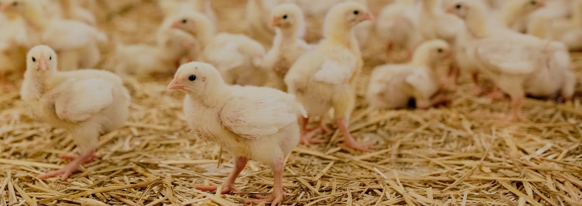 Hen House Pullets Egg Laying Chickens Sale