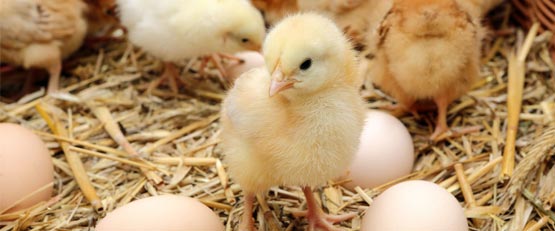 Egg laying Pullets for Sale in Gainesville